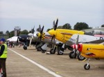 Bearcat, Sea Fury, P51 lineup